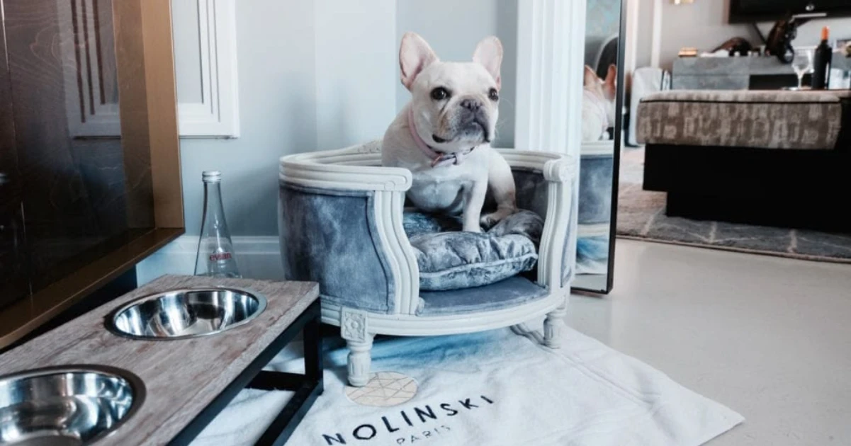 Cão da raça Bulldog Francês acomodado em uma caminha de luxo estilo poltrona clássica, ao lado de comidinhas e tigelas sofisticadas em um quarto de hotel.